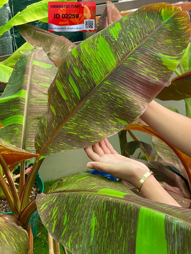 กล้วยด่าง 10 ล้าน กล้วยด่าง 10 ล้าน