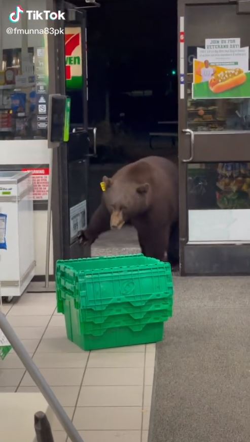 หมีบุกร้านเซเว่น หมีบุกร้านเซเว่น