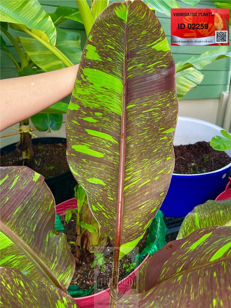 กล้วยด่าง 10 ล้าน กล้วยด่าง 10 ล้าน