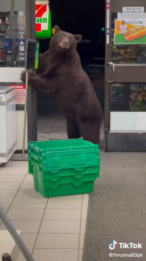 หมีบุกร้านเซเว่น หมีบุกร้านเซเว่น