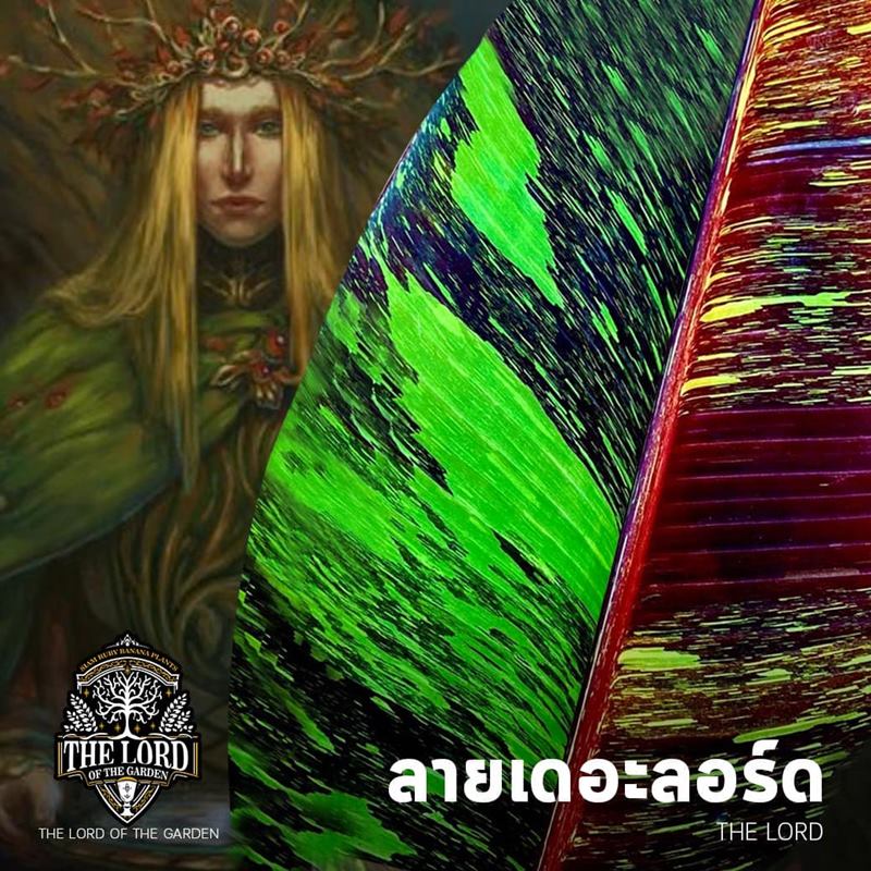 กล้วยด่าง 10 ล้าน กล้วยด่าง 10 ล้าน