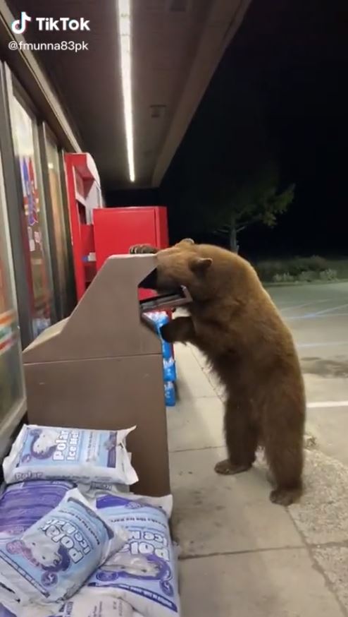 หมีบุกร้านเซเว่น หมีบุกร้านเซเว่น