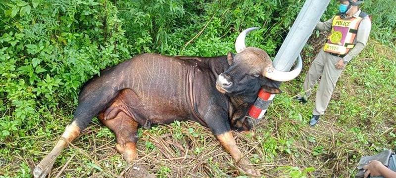 กระทิงเขาใหญ่ โดนไฟช็อตตาย กระทิงเขาใหญ่ โดนไฟช็อตตาย
