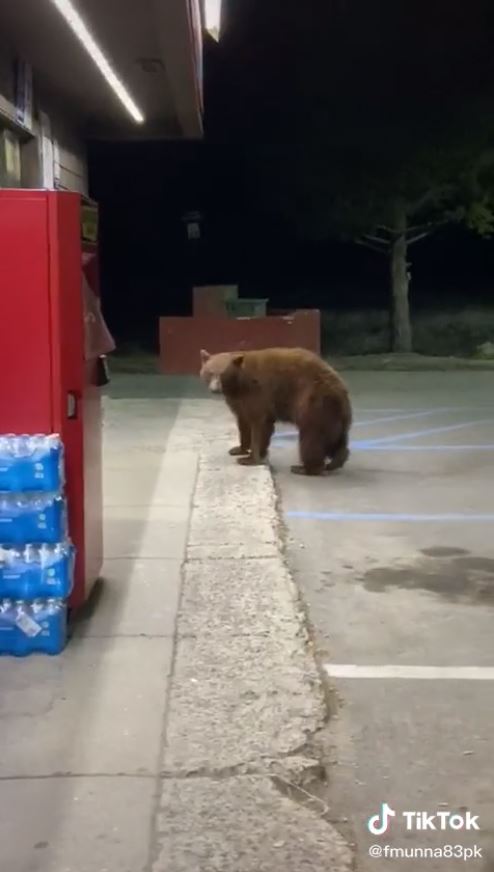 หมีบุกร้านเซเว่น หมีบุกร้านเซเว่น