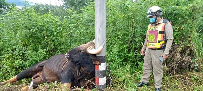 กระทิงเขาใหญ่ โดนไฟช็อตตาย กระทิงเขาใหญ่ โดนไฟช็อตตาย