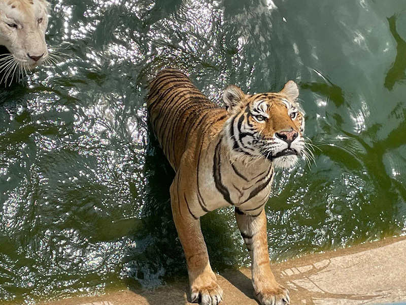 ฟาร์มจระเข้สมุทรปราการ ฟาร์มจระเข้สมุทรปราการ