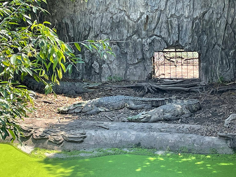 ฟาร์มจระเข้สมุทรปราการ ฟาร์มจระเข้สมุทรปราการ