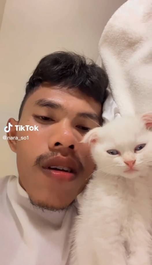 แมวบักโส ตายแล้ว แมวบักโส ตายแล้ว