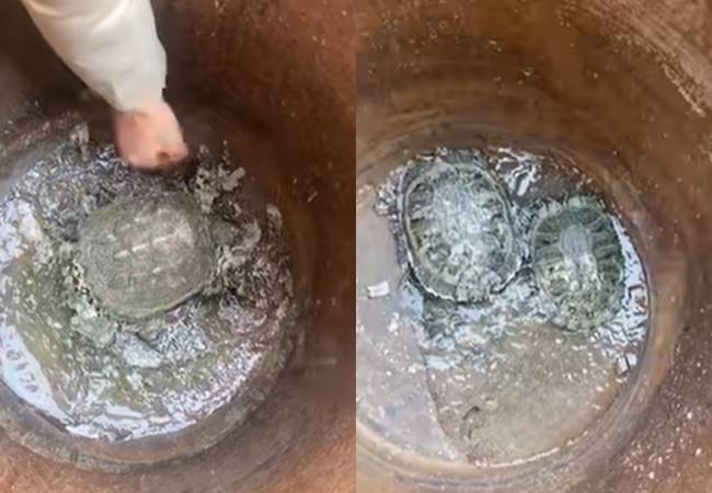 ย่างเต่าชุบชีวิต ย่างเต่าชุบชีวิต