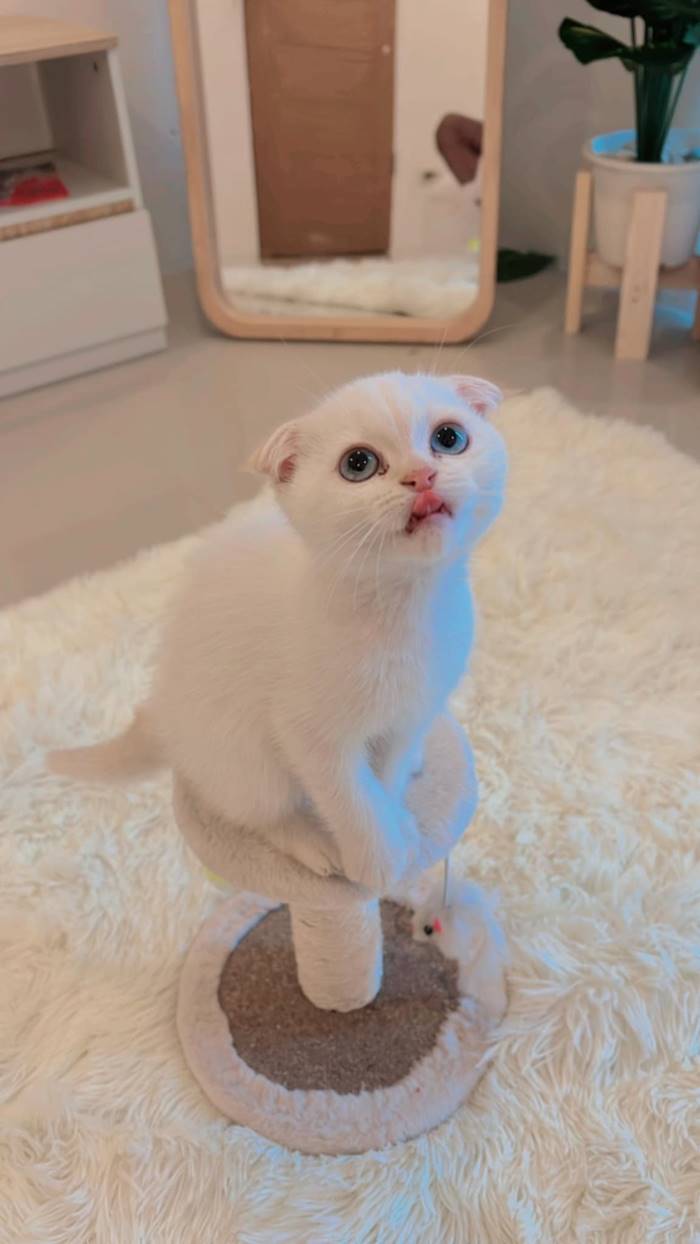 แมวบักโส ตายแล้ว แมวบักโส ตายแล้ว