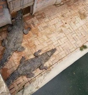 ตกบ่อจระเข้ 50 ตัว ตกบ่อจระเข้ 50 ตัว