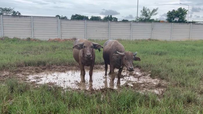 เพื่อนเซอร์ไพรส์ส่งควายมาให้เลี้ยง เพื่อนเซอร์ไพรส์ส่งควายมาให้เลี้ยง