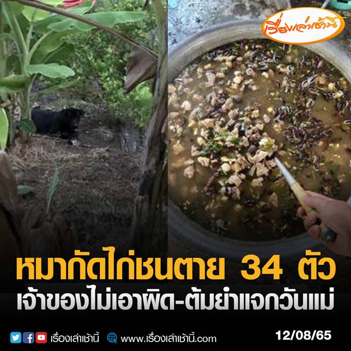 ไก่ชนตาย 34 ตัว เจ้าของไม่เอาเรื่อง ไก่ชนตาย 34 ตัว เจ้าของไม่เอาเรื่อง