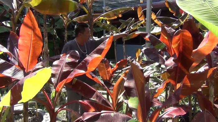 กล้วยด่างแดงอินโด กล้วยด่างแดงอินโด