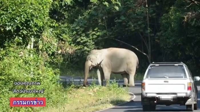 เบิ้ลรถยั่วช้างเขาใหญ่ เบิ้ลรถยั่วช้างเขาใหญ่
