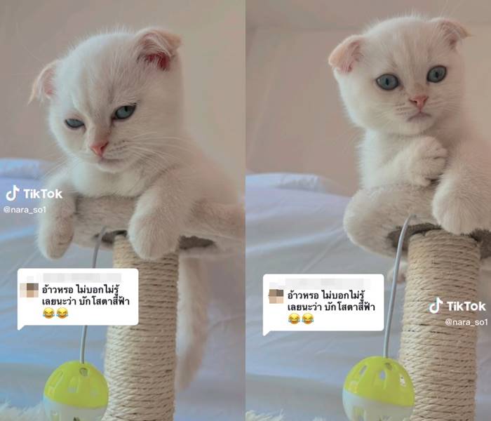 แมวบักโส ตายแล้ว แมวบักโส ตายแล้ว