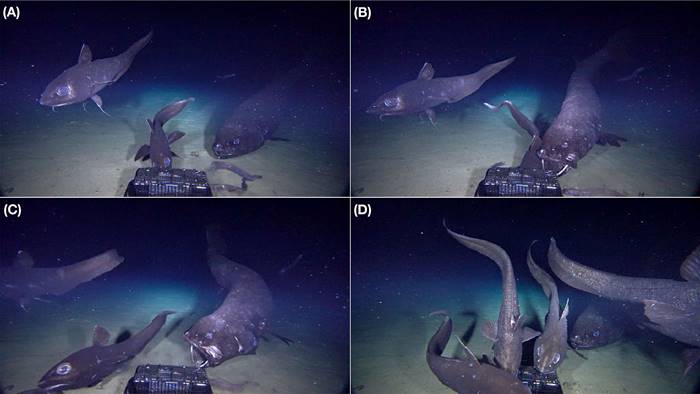 ญี่ปุ่นพบปลานักล่าใต้ทะเลลึกสายพันธุ์ใหม่ ญี่ปุ่นพบปลานักล่าใต้ทะเลลึกสายพันธุ์ใหม่