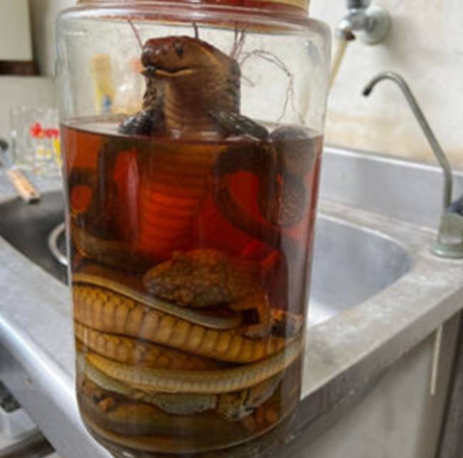 งูดอง งูดอง