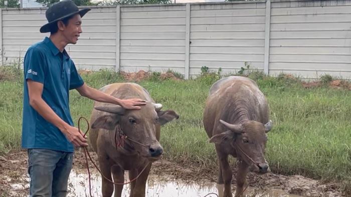 เพื่อนเซอร์ไพรส์ส่งควายมาให้เลี้ยง เพื่อนเซอร์ไพรส์ส่งควายมาให้เลี้ยง