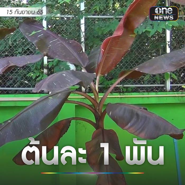 กล้วยด่างแดงอินโด กล้วยด่างแดงอินโด