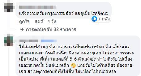 ฆ่าแมว ฆ่าแมว