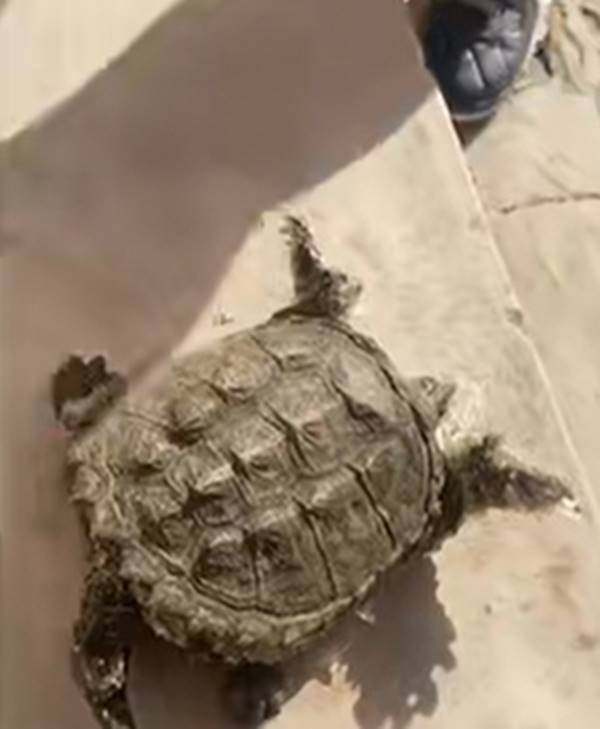 ย่างเต่าชุบชีวิต ย่างเต่าชุบชีวิต