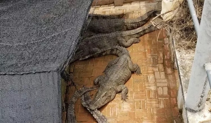 ตกบ่อจระเข้ 50 ตัว ตกบ่อจระเข้ 50 ตัว