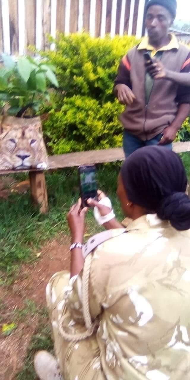 สิงโตบุกบ้าน สิงโตบุกบ้าน