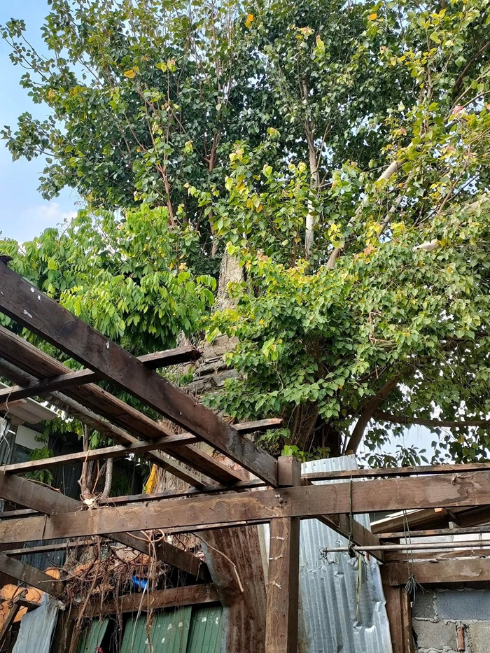 ม.จ.จุลเจิม โวย เจดีย์อัฐิพระราชโอรสใน ร.1 ทรุดโทรม ม.จ.จุลเจิม โวย เจดีย์อัฐิพระราชโอรสใน ร.1 ทรุดโทรม