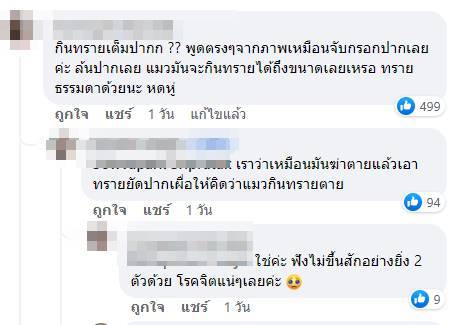 ฆ่าแมว ฆ่าแมว