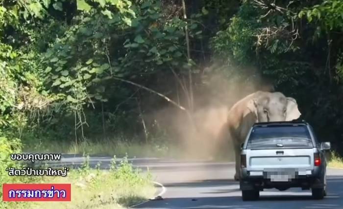 เบิ้ลรถยั่วช้างเขาใหญ่ เบิ้ลรถยั่วช้างเขาใหญ่
