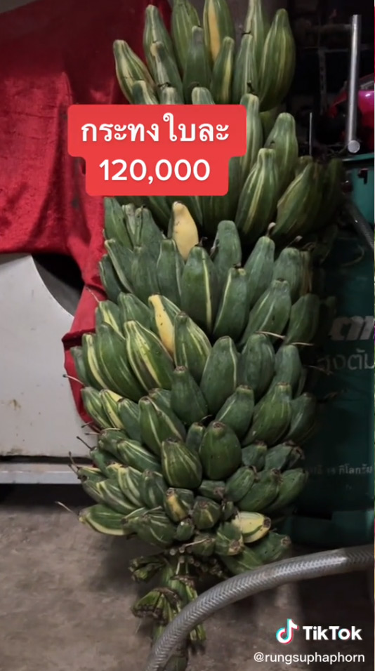 กระทงกล้วยด่าง ใบละแสนสอง กระทงกล้วยด่าง ใบละแสนสอง