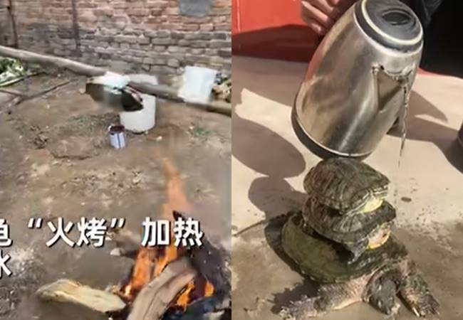 ย่างเต่าชุบชีวิต ย่างเต่าชุบชีวิต