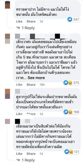 ฆ่าแมว ฆ่าแมว