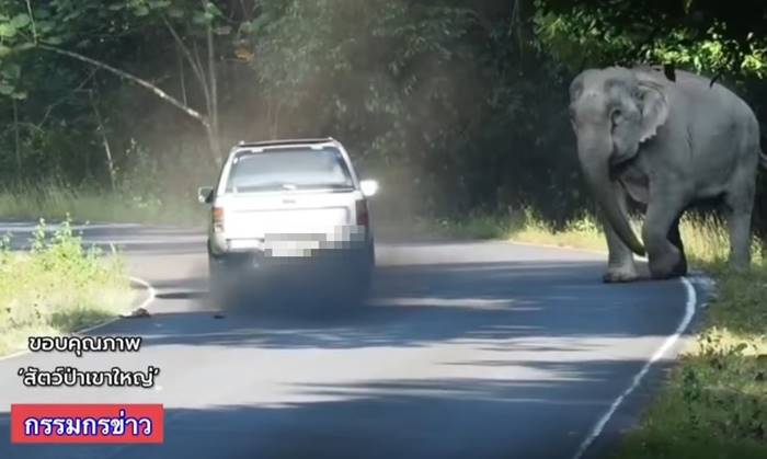 เบิ้ลรถยั่วช้างเขาใหญ่ เบิ้ลรถยั่วช้างเขาใหญ่