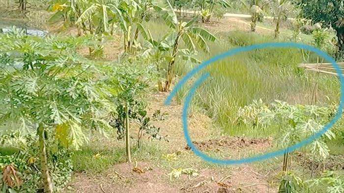 กำภู ภูริภูวดล รีวิวโคกหนองนา กำภู ภูริภูวดล รีวิวโคกหนองนา