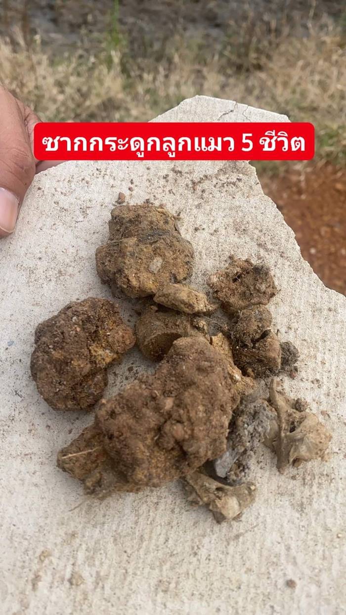 ฆ่าแมว ฆ่าแมว