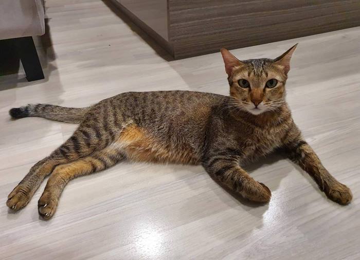 พนักงานส่งของขโมยแมว พนักงานส่งของขโมยแมว