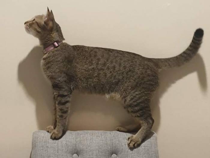 พนักงานส่งของขโมยแมว พนักงานส่งของขโมยแมว