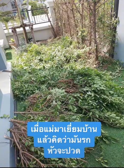 ไวรัลแม่ตัดต้นไม่ริมรั้ว ไวรัลแม่ตัดต้นไม่ริมรั้ว