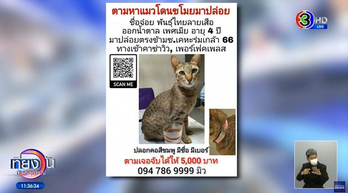 พนักงานส่งของขโมยแมว พนักงานส่งของขโมยแมว