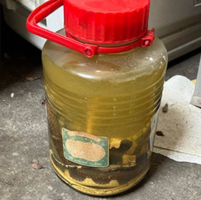 งูดอง งูดอง