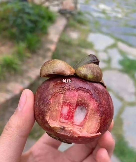 คนจีนกินมังคุดทั้งเปลือก คนจีนกินมังคุดทั้งเปลือก