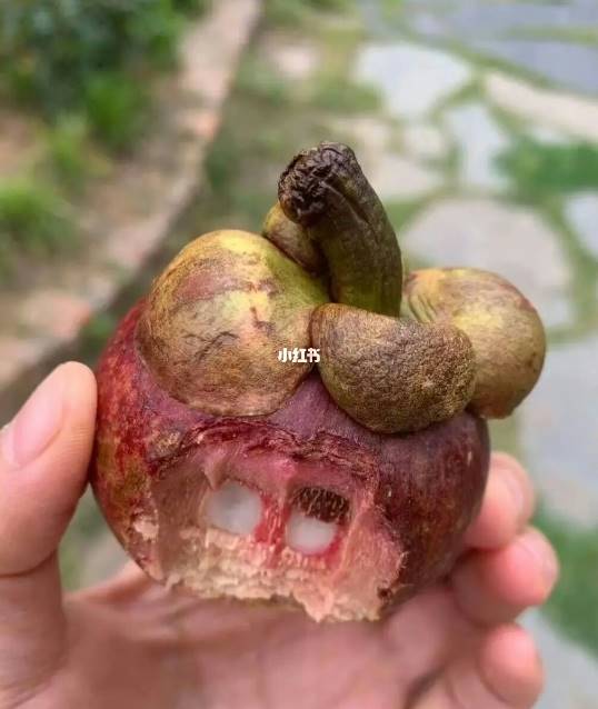 คนจีนกินมังคุดทั้งเปลือก คนจีนกินมังคุดทั้งเปลือก