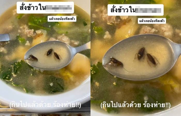 แมลงสาบในอาหาร แมลงสาบในอาหาร