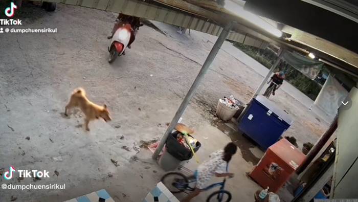 หมาไล่กัดเด็ก เจอแมวตบ หมาไล่กัดเด็ก เจอแมวตบ