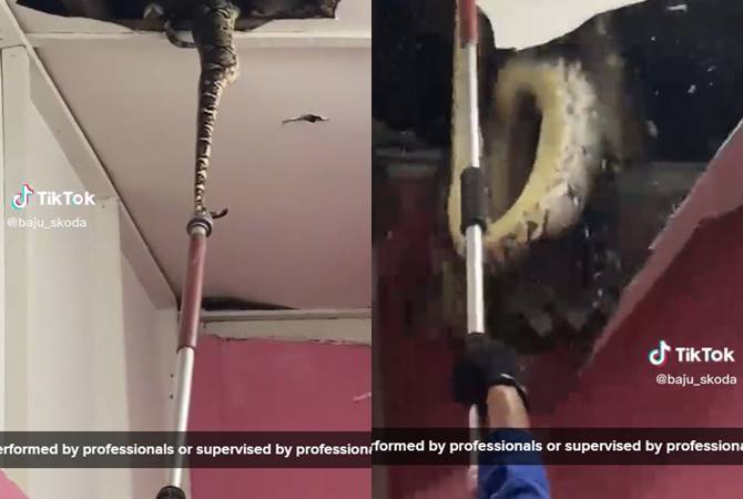 งูเหลือม งูเหลือม