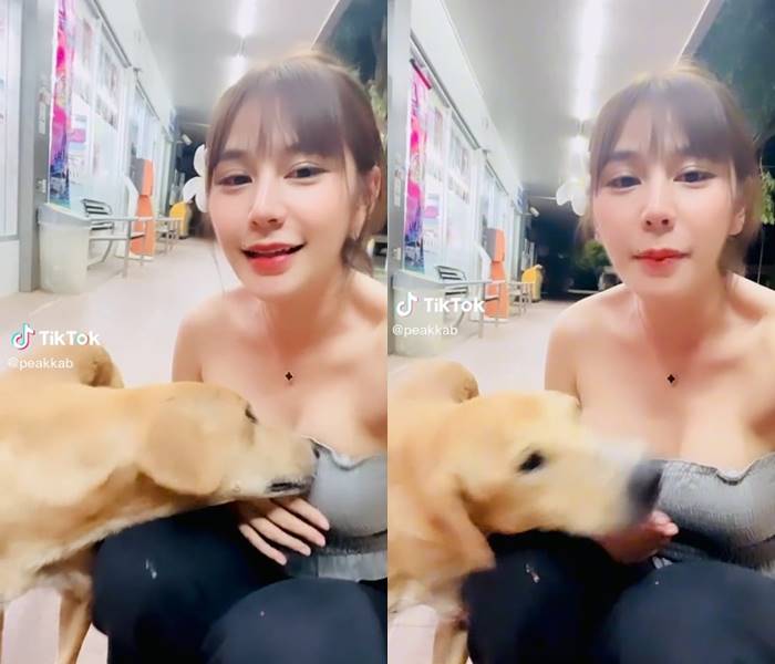 หมาหน้าเซเว่น เล่นกับน้องพีคพีค หมาหน้าเซเว่น เล่นกับน้องพีคพีค