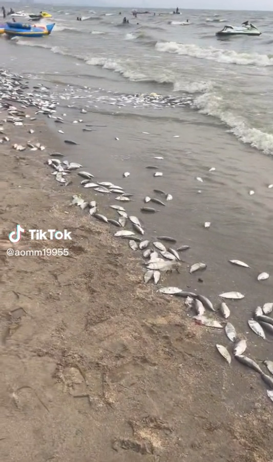 ปลาตายเกลื่อนหาดบางแสน ปลาตายเกลื่อนหาดบางแสน