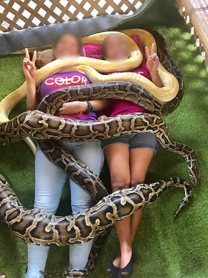 ร้านนวดใช้งูหลามเลื้อยทับตัวลูกค้า ร้านนวดใช้งูหลามเลื้อยทับตัวลูกค้า